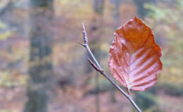 016 - einsam in der menge